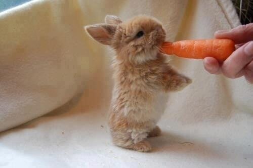 Decorative rabbits